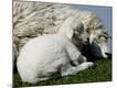 Premium Photographic Print