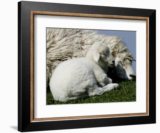 A Lamb Looks for Shelter Aside its Mother Sheep-null-Framed Photographic Print