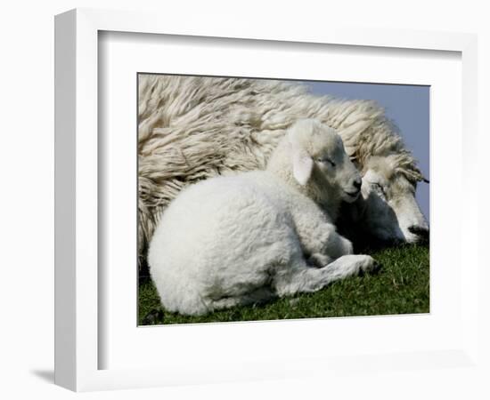 A Lamb Looks for Shelter Aside its Mother Sheep-null-Framed Photographic Print