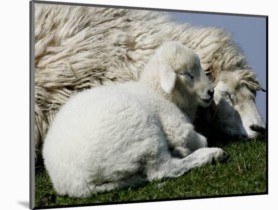 A Lamb Looks for Shelter Aside its Mother Sheep-null-Mounted Photographic Print