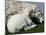 A Lamb Looks for Shelter Aside its Mother Sheep-null-Mounted Photographic Print
