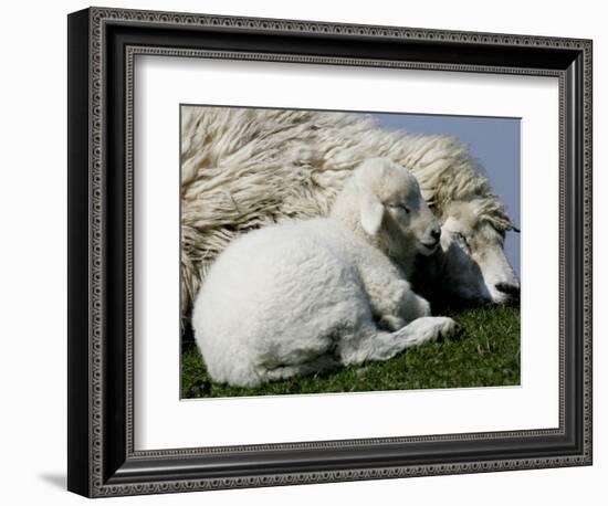 A Lamb Looks for Shelter Aside its Mother Sheep-null-Framed Photographic Print