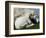 A Lamb Looks for Shelter Aside its Mother Sheep-null-Framed Photographic Print