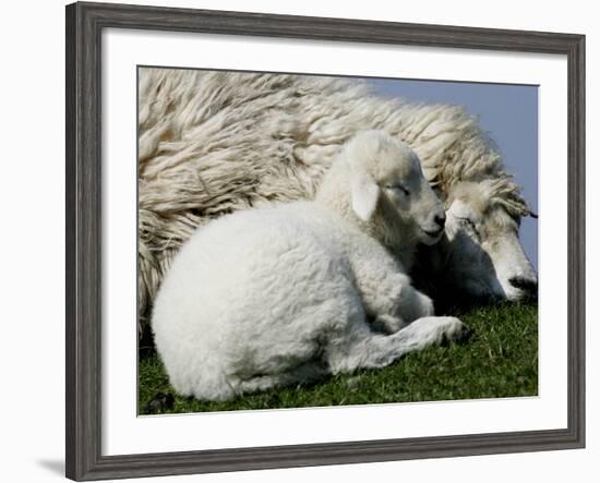 A Lamb Looks for Shelter Aside its Mother Sheep-null-Framed Photographic Print