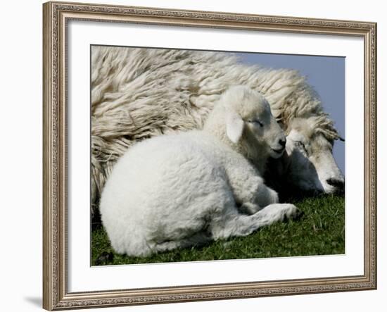 A Lamb Looks for Shelter Aside its Mother Sheep-null-Framed Photographic Print