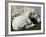 A Lamb Looks for Shelter Aside its Mother Sheep-null-Framed Photographic Print