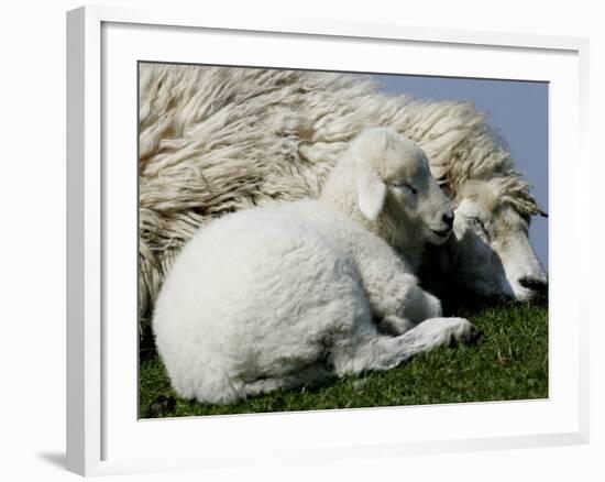 A Lamb Looks for Shelter Aside its Mother Sheep-null-Framed Photographic Print