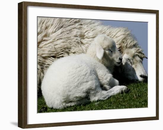 A Lamb Looks for Shelter Aside its Mother Sheep-null-Framed Photographic Print