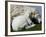 A Lamb Looks for Shelter Aside its Mother Sheep-null-Framed Photographic Print