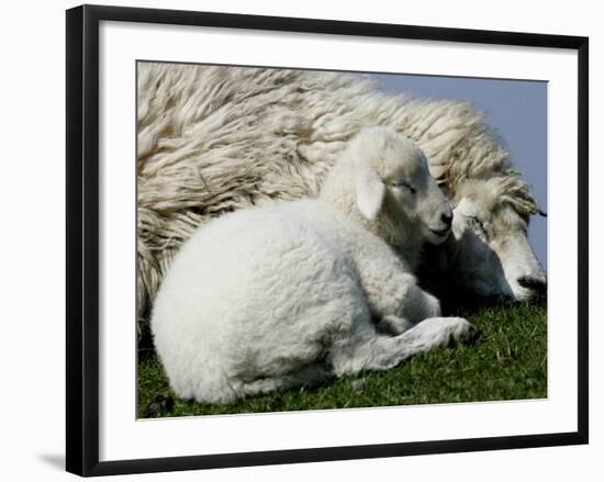 A Lamb Looks for Shelter Aside its Mother Sheep-null-Framed Photographic Print