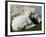 A Lamb Looks for Shelter Aside its Mother Sheep-null-Framed Photographic Print