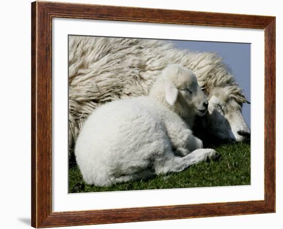 A Lamb Looks for Shelter Aside its Mother Sheep-null-Framed Photographic Print