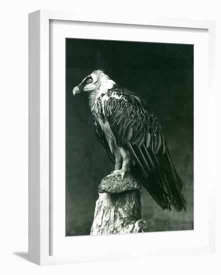 A Lammergier, or Bearded Vulture, at London Zoo June 1914-Frederick William Bond-Framed Photographic Print