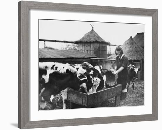 A Land Girl Working Feeding Cattle on a Farm During World War Ii-Robert Hunt-Framed Photographic Print