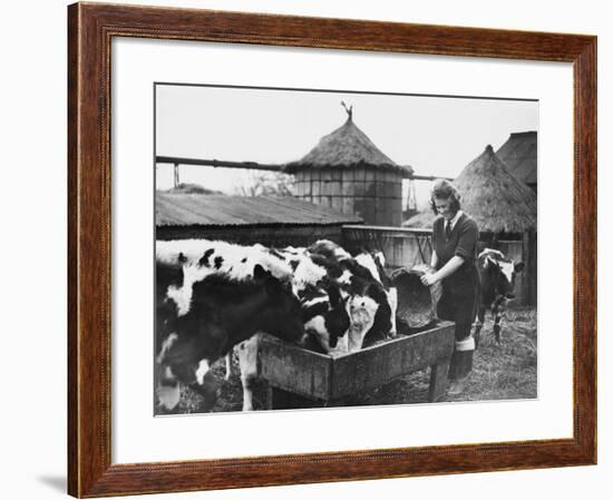 A Land Girl Working Feeding Cattle on a Farm During World War Ii-Robert Hunt-Framed Photographic Print