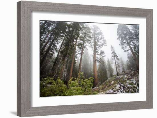 A Landscape Image Of Large Trees In Sequoia National Park, California-Michael Hanson-Framed Photographic Print