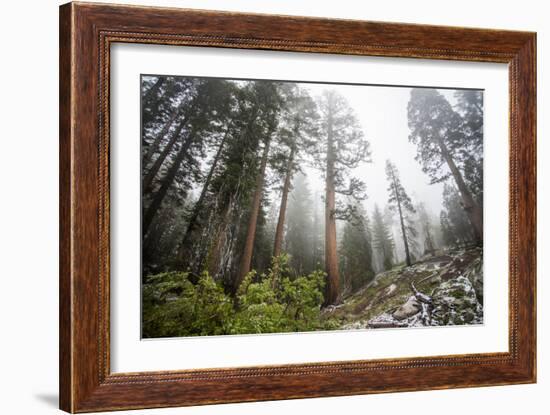 A Landscape Image Of Large Trees In Sequoia National Park, California-Michael Hanson-Framed Photographic Print