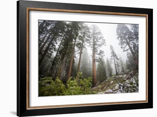 A Landscape Image Of Large Trees In Sequoia National Park, California-Michael Hanson-Framed Photographic Print