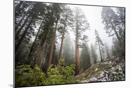 A Landscape Image Of Large Trees In Sequoia National Park, California-Michael Hanson-Mounted Photographic Print