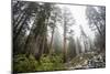 A Landscape Image Of Large Trees In Sequoia National Park, California-Michael Hanson-Mounted Photographic Print