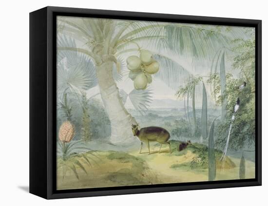 A Landscape in Ceylon, with Barking Deer and Fawn and a Pair of Paradise Fly-Catchers, C.1808-11-Samuel Daniell-Framed Premier Image Canvas