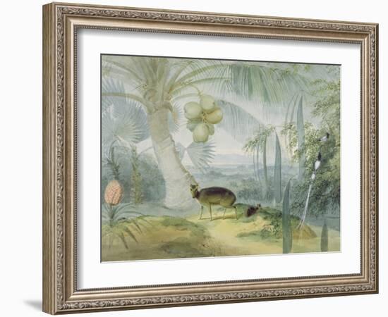 A Landscape in Ceylon, with Barking Deer and Fawn and a Pair of Paradise Fly-Catchers, C.1808-11-Samuel Daniell-Framed Giclee Print