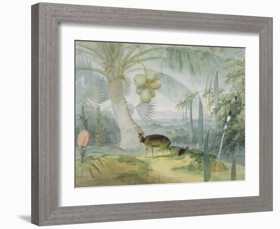 A Landscape in Ceylon, with Barking Deer and Fawn and a Pair of Paradise Fly-Catchers, C.1808-11-Samuel Daniell-Framed Giclee Print