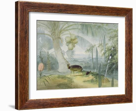 A Landscape in Ceylon, with Barking Deer and Fawn and a Pair of Paradise Fly-Catchers, C.1808-11-Samuel Daniell-Framed Giclee Print