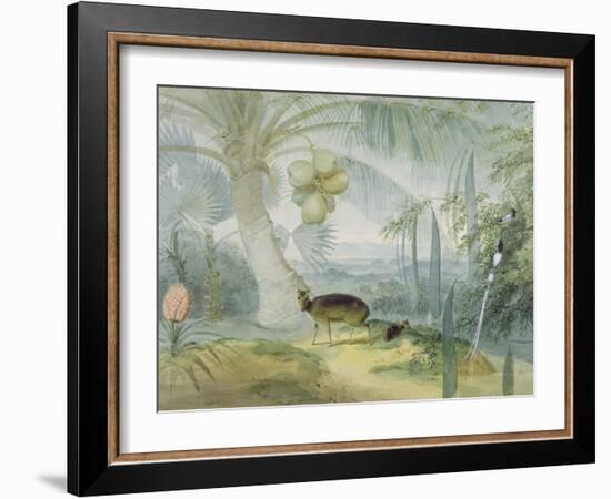 A Landscape in Ceylon, with Barking Deer and Fawn and a Pair of Paradise Fly-Catchers, C.1808-11-Samuel Daniell-Framed Giclee Print