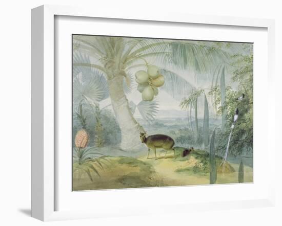 A Landscape in Ceylon, with Barking Deer and Fawn and a Pair of Paradise Fly-Catchers, C.1808-11-Samuel Daniell-Framed Giclee Print