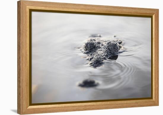 A Large American Crocodile Surfaces in a Lagoon-Stocktrek Images-Framed Premier Image Canvas