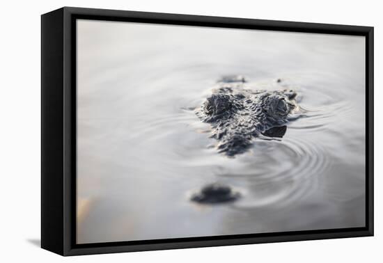 A Large American Crocodile Surfaces in a Lagoon-Stocktrek Images-Framed Premier Image Canvas