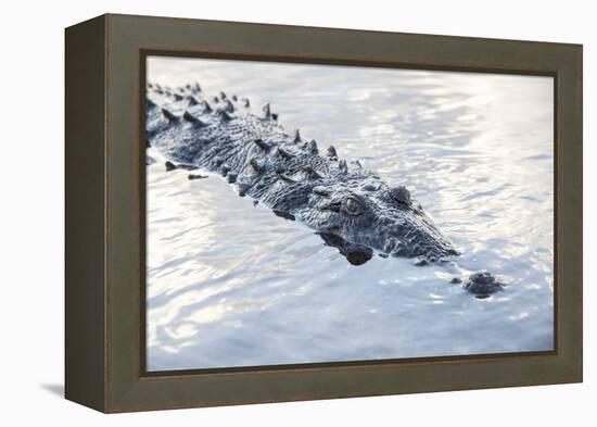 A Large American Crocodile Surfaces in a Lagoon-Stocktrek Images-Framed Premier Image Canvas