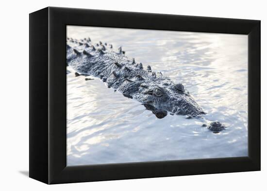 A Large American Crocodile Surfaces in a Lagoon-Stocktrek Images-Framed Premier Image Canvas