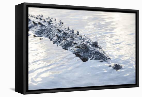 A Large American Crocodile Surfaces in a Lagoon-Stocktrek Images-Framed Premier Image Canvas