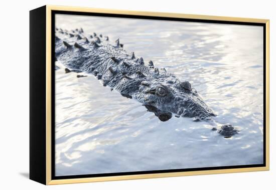 A Large American Crocodile Surfaces in a Lagoon-Stocktrek Images-Framed Premier Image Canvas