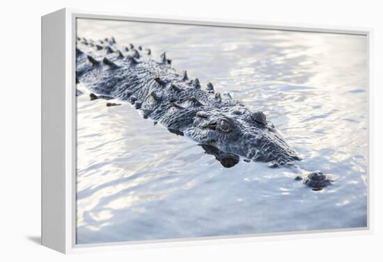 A Large American Crocodile Surfaces in a Lagoon-Stocktrek Images-Framed Premier Image Canvas