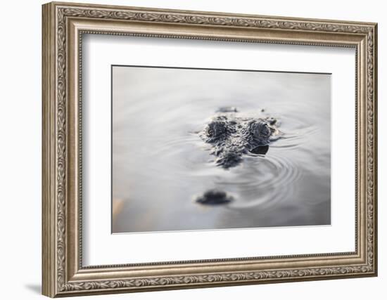 A Large American Crocodile Surfaces in a Lagoon-Stocktrek Images-Framed Photographic Print