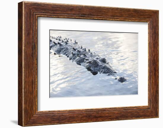 A Large American Crocodile Surfaces in a Lagoon-Stocktrek Images-Framed Photographic Print