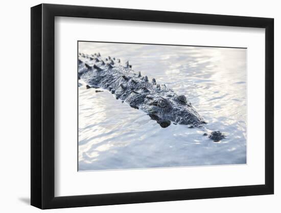 A Large American Crocodile Surfaces in a Lagoon-Stocktrek Images-Framed Photographic Print