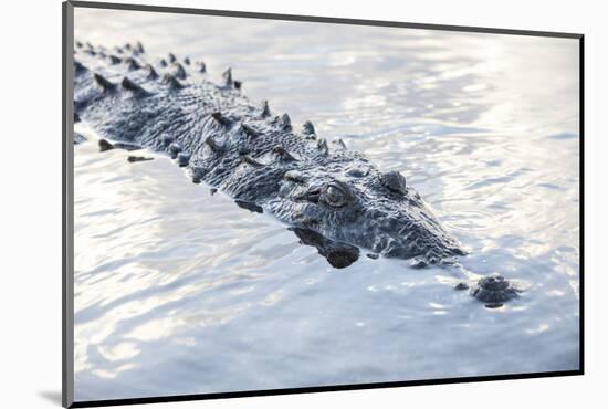 A Large American Crocodile Surfaces in a Lagoon-Stocktrek Images-Mounted Photographic Print