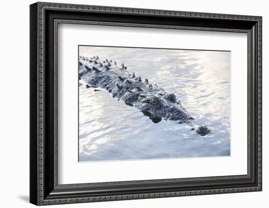 A Large American Crocodile Surfaces in a Lagoon-Stocktrek Images-Framed Photographic Print