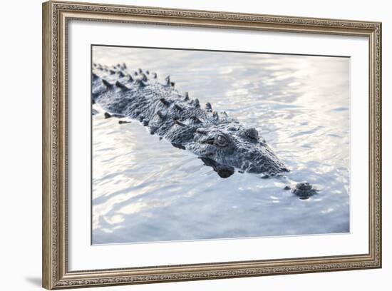 A Large American Crocodile Surfaces in a Lagoon-Stocktrek Images-Framed Photographic Print