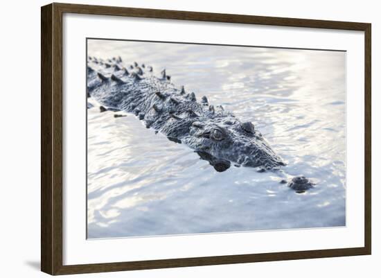 A Large American Crocodile Surfaces in a Lagoon-Stocktrek Images-Framed Photographic Print