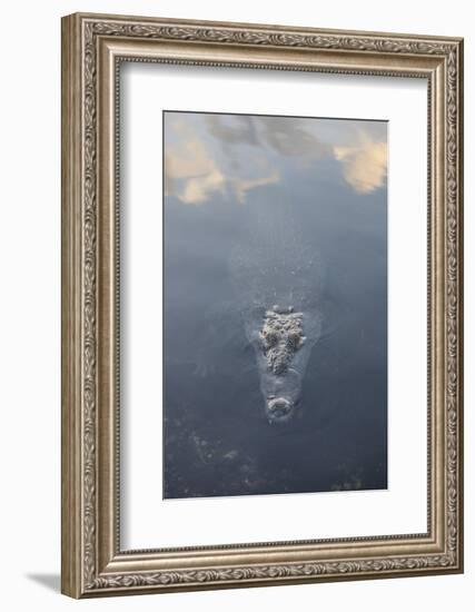 A Large American Crocodile Surfaces in a Lagoon-Stocktrek Images-Framed Photographic Print