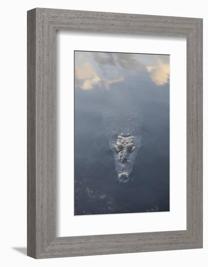 A Large American Crocodile Surfaces in a Lagoon-Stocktrek Images-Framed Photographic Print