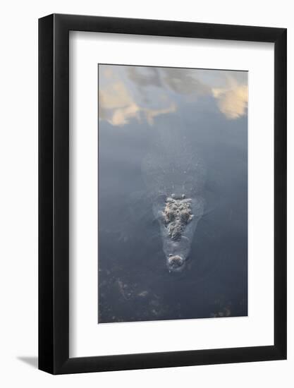 A Large American Crocodile Surfaces in a Lagoon-Stocktrek Images-Framed Photographic Print