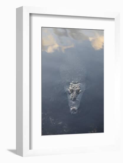 A Large American Crocodile Surfaces in a Lagoon-Stocktrek Images-Framed Photographic Print