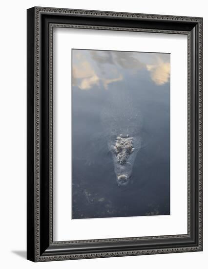 A Large American Crocodile Surfaces in a Lagoon-Stocktrek Images-Framed Photographic Print