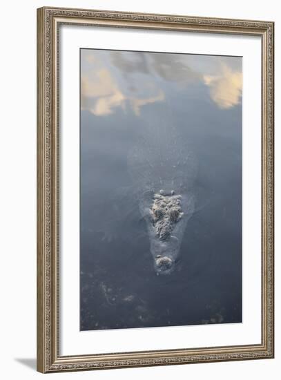 A Large American Crocodile Surfaces in a Lagoon-Stocktrek Images-Framed Photographic Print